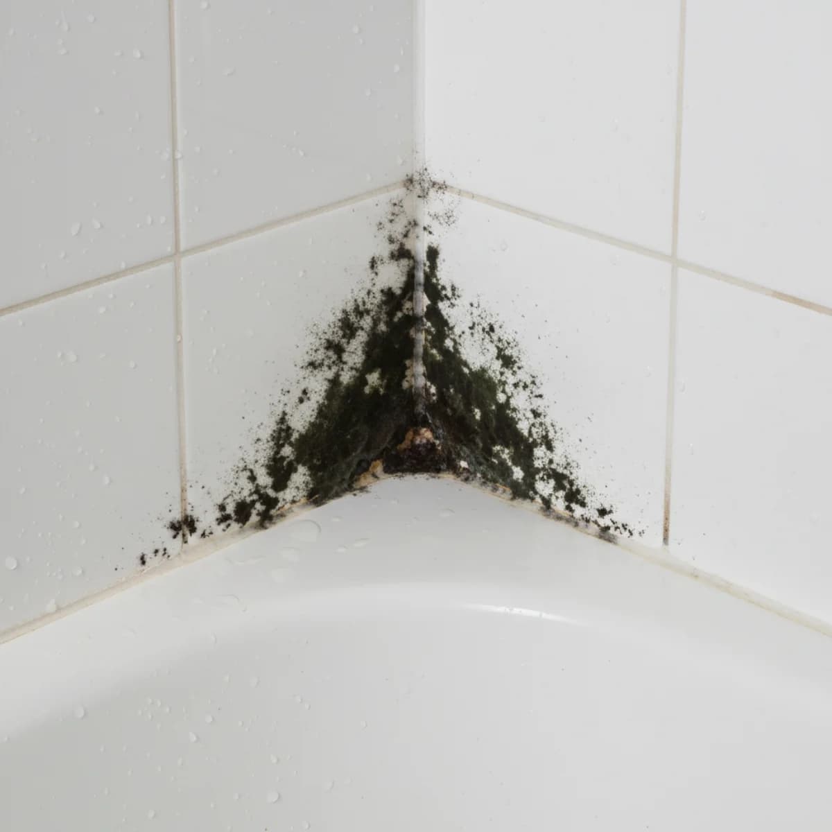 Close-up of dark mold growing along shower tile grout lines and caulk seams in a bathroom