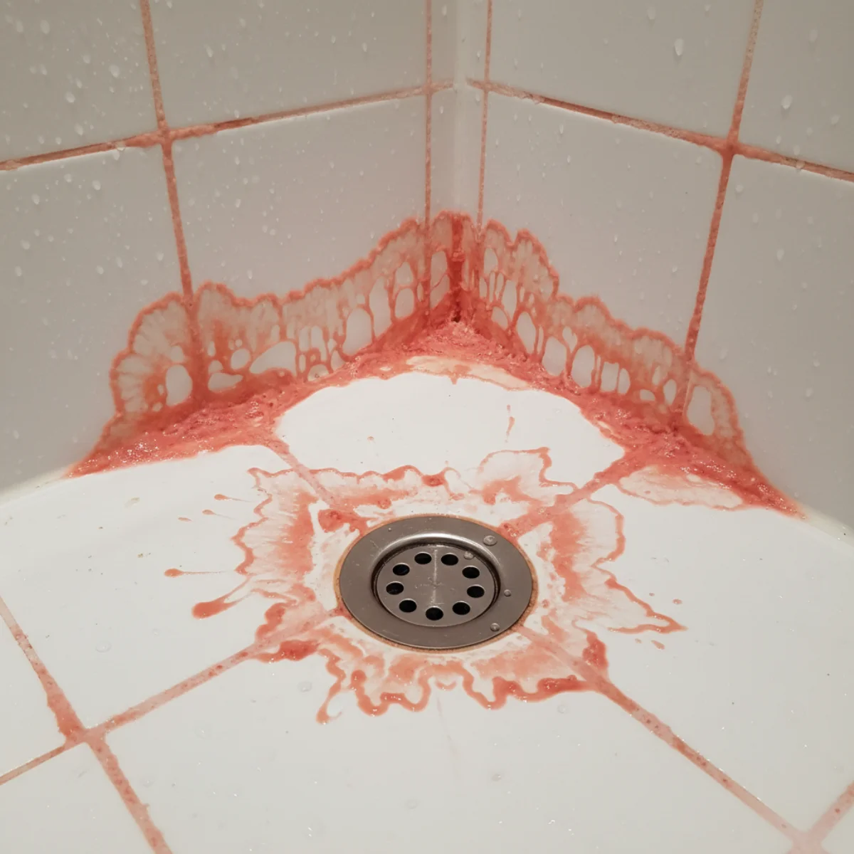 Pink-orange Serratia marcescens bacterial growth on white shower tile and around the drain area
