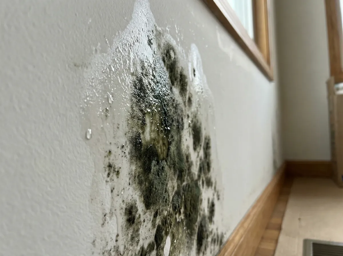 Black mold (Stachybotrys chartarum) growing as dark greenish-black slimy patches on white drywall