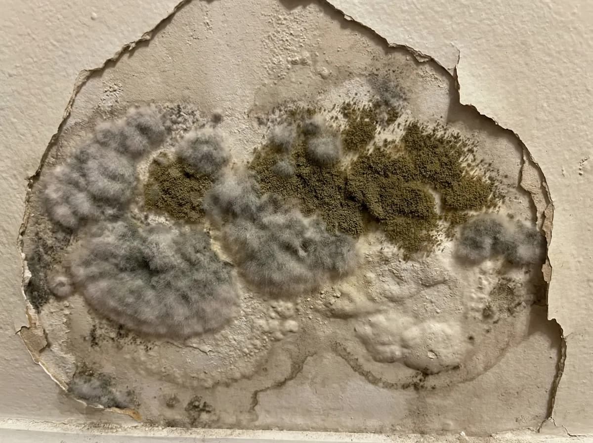Chaetomium mold growing as cottony white-gray to olive-brown fuzzy patches on water-damaged drywall