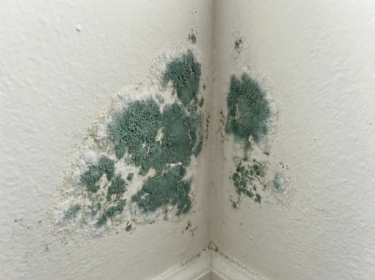 Green mold (Aspergillus) growing as powdery green-teal fuzzy patches on a white wall