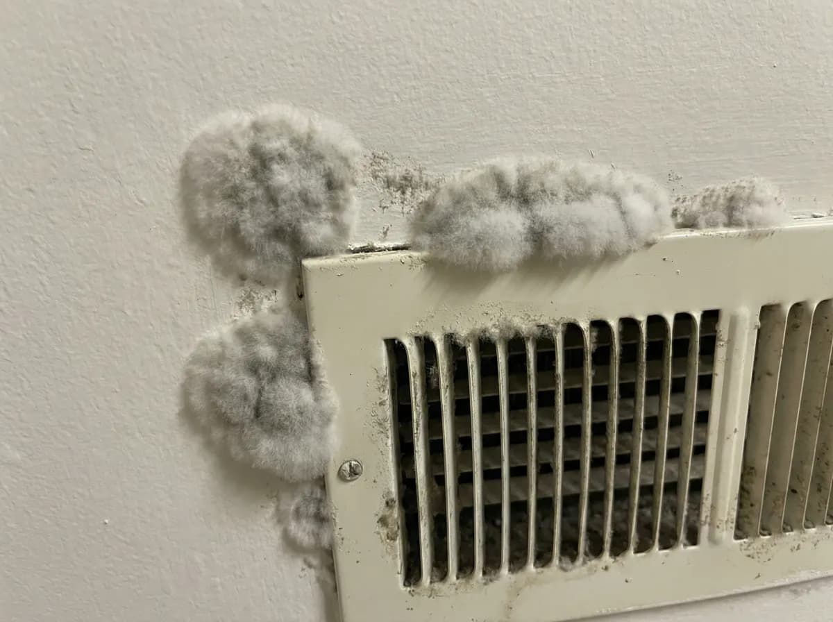 Mucor mold growing as thick white-grayish fluffy cotton-like patches near an HVAC vent