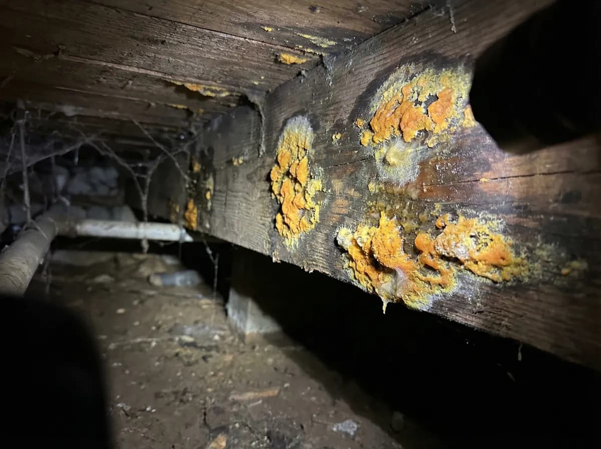 Orange and yellow mold growing as bright slimy and crusty patches on wooden floor joists in a crawl space