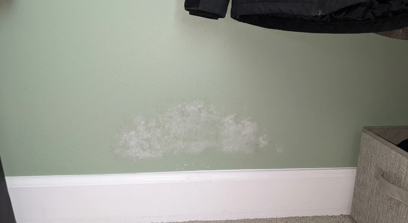 Faint, flat white mold on the painted back wall of a closet just above the baseboard, with a few specks on the baseboard below.