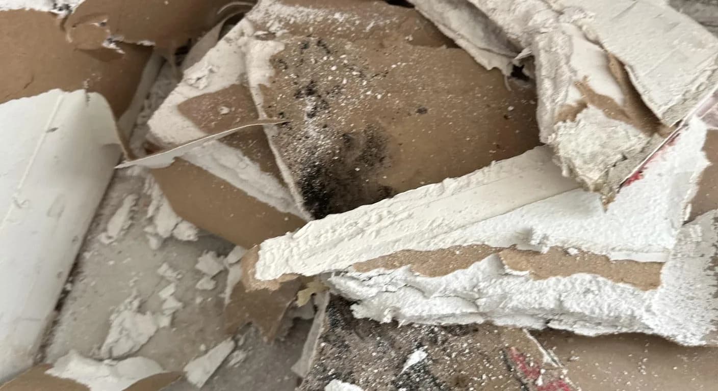 Broken pieces of cut-out drywall, the white gypsum core showing, with dark mold growth on the paper.